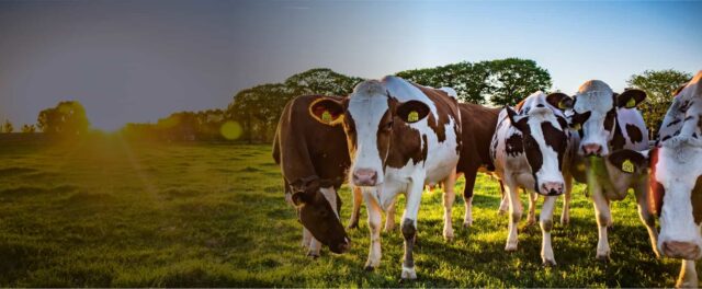 Northern Dairy Equipment Sustainability